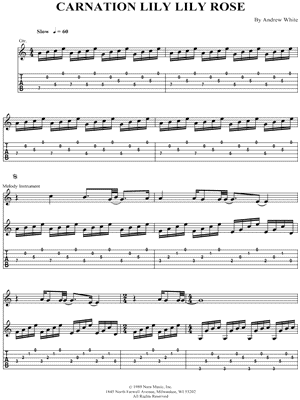 Carnation Lily Lily Rose